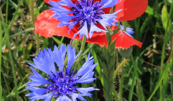 korenbloem en klaproos