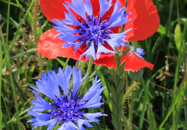 korenbloem en klaproos