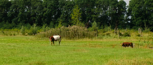 Vochtig grasland