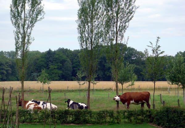Boerenland met koeien