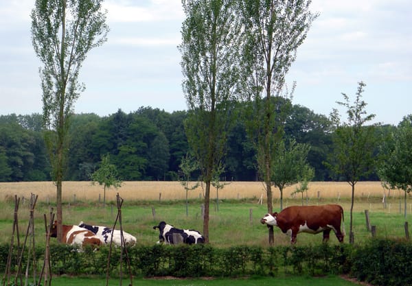 Boerenland met koeien Boerenland met koeien