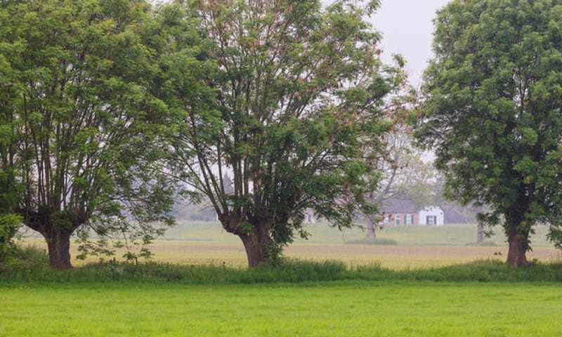 Knotwilgen in de Koppenwaard