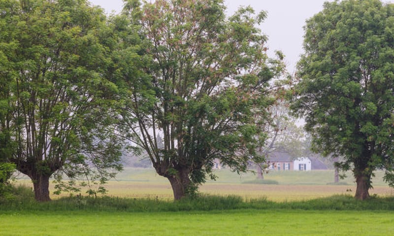 Knotwilgen in de Koppenwaard