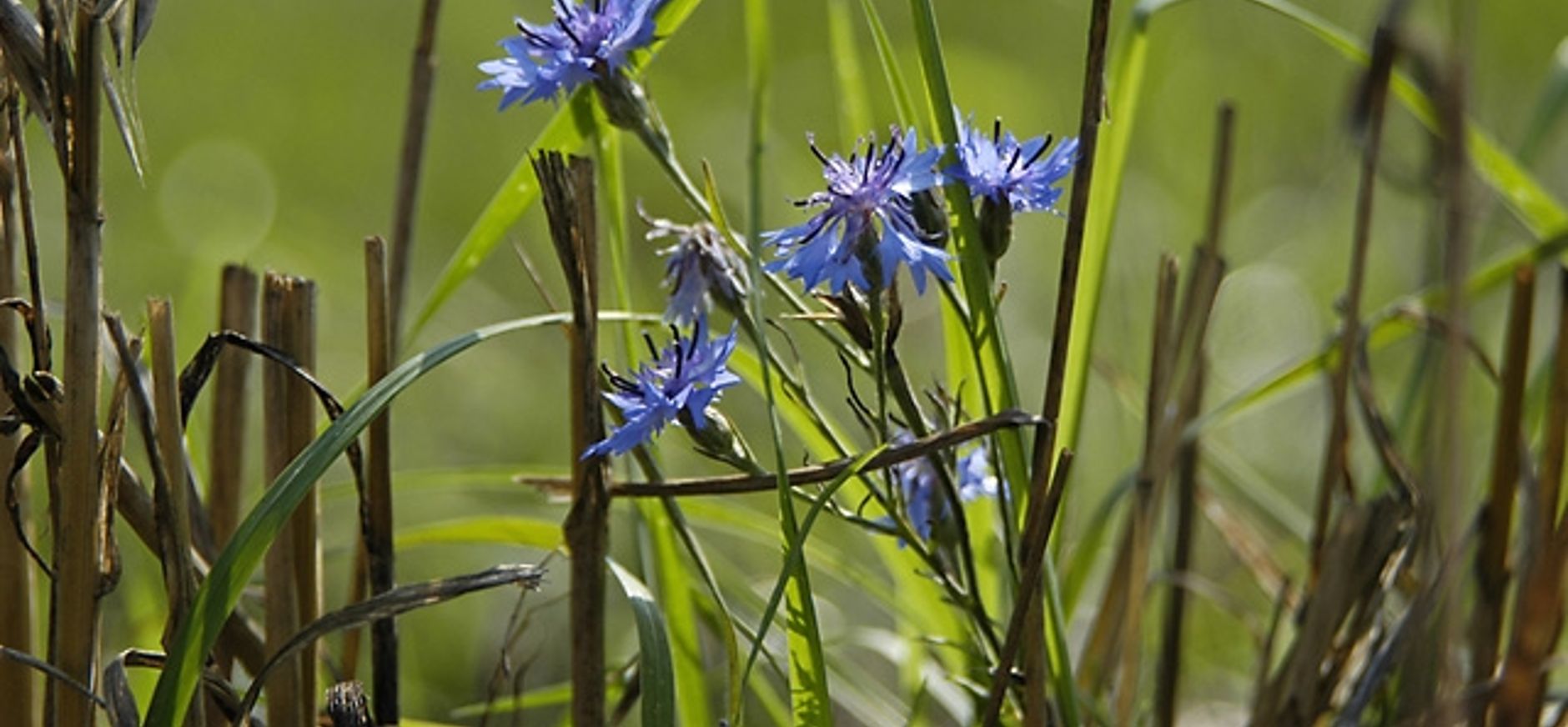 Stramprooierheide