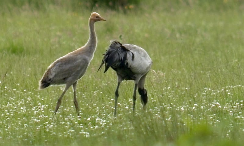 Boswachter ziet jonge kraanvogel Korenburgerveen Boswachter ziet jonge kraanvogel Korenburgerveen