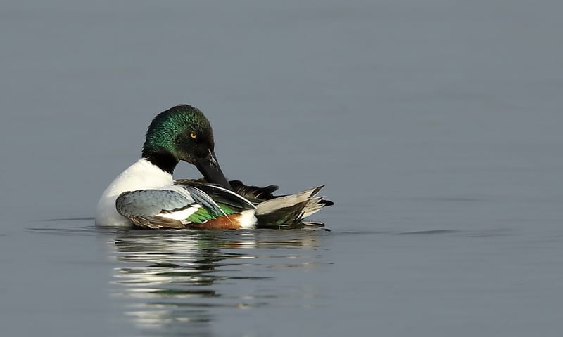 Slobeend in het water