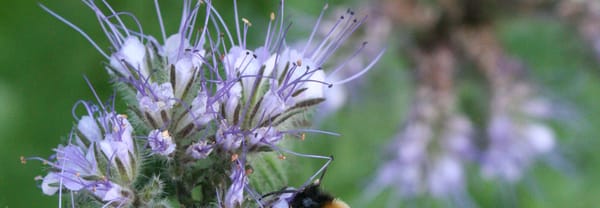 Aardhommel op phacelia