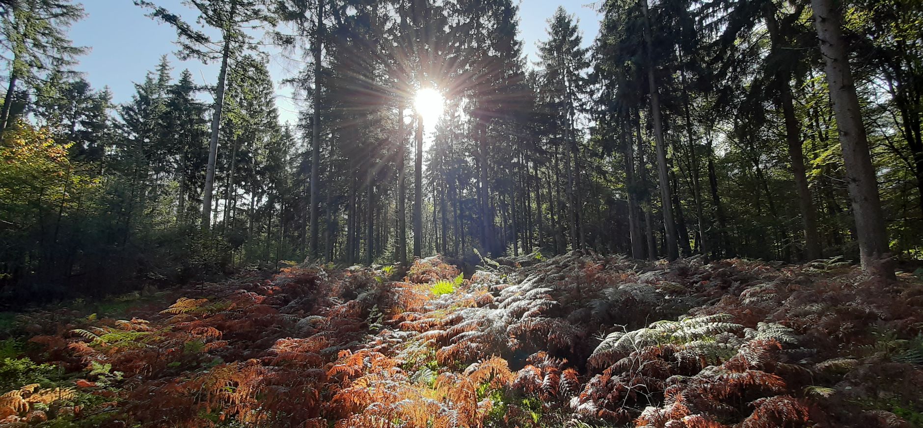 Utrechtse heuvelrug (bij Rhenen)