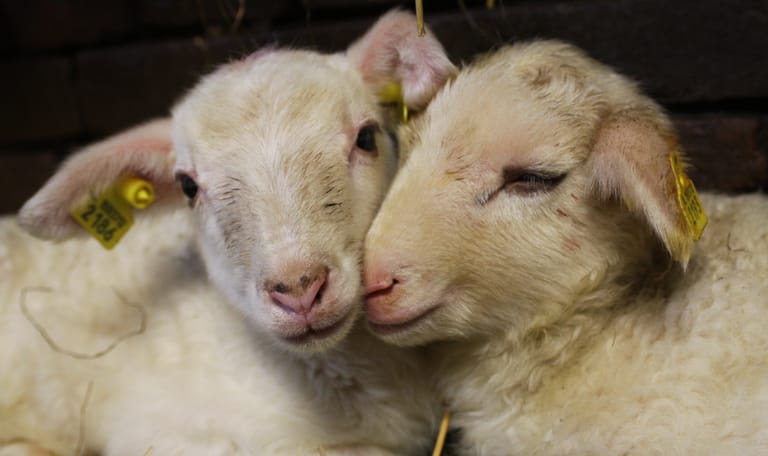 Wandelroute Schaapskooi Veluwezoom, bij Rheden