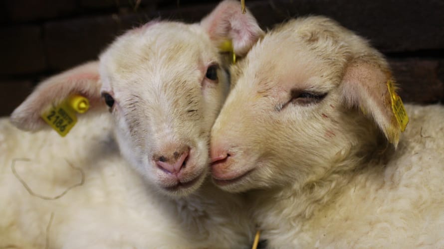 Wandelroute Schaapskooi Veluwezoom, bij Rheden