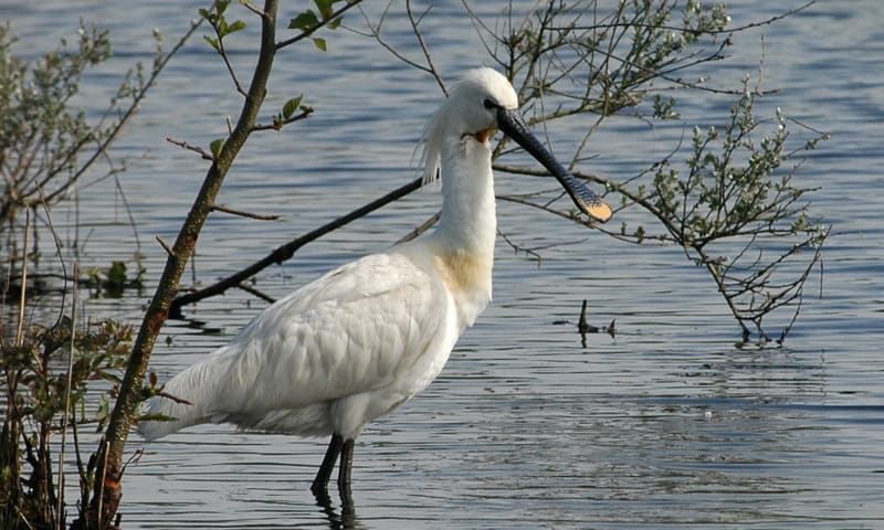 Lepelaar