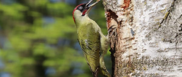 Groene specht tijdens bouwen best wat later door de spreeuwen in beslag is genomen