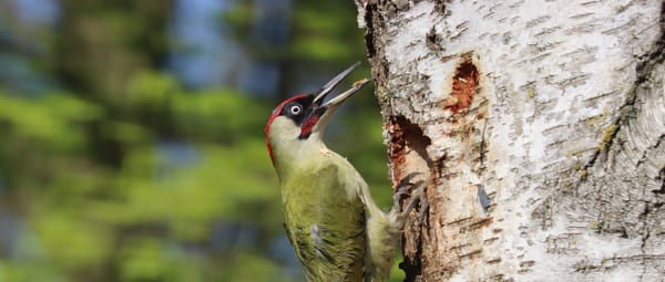 Groene specht tijdens bouwen best wat later door de spreeuwen in beslag is genomen