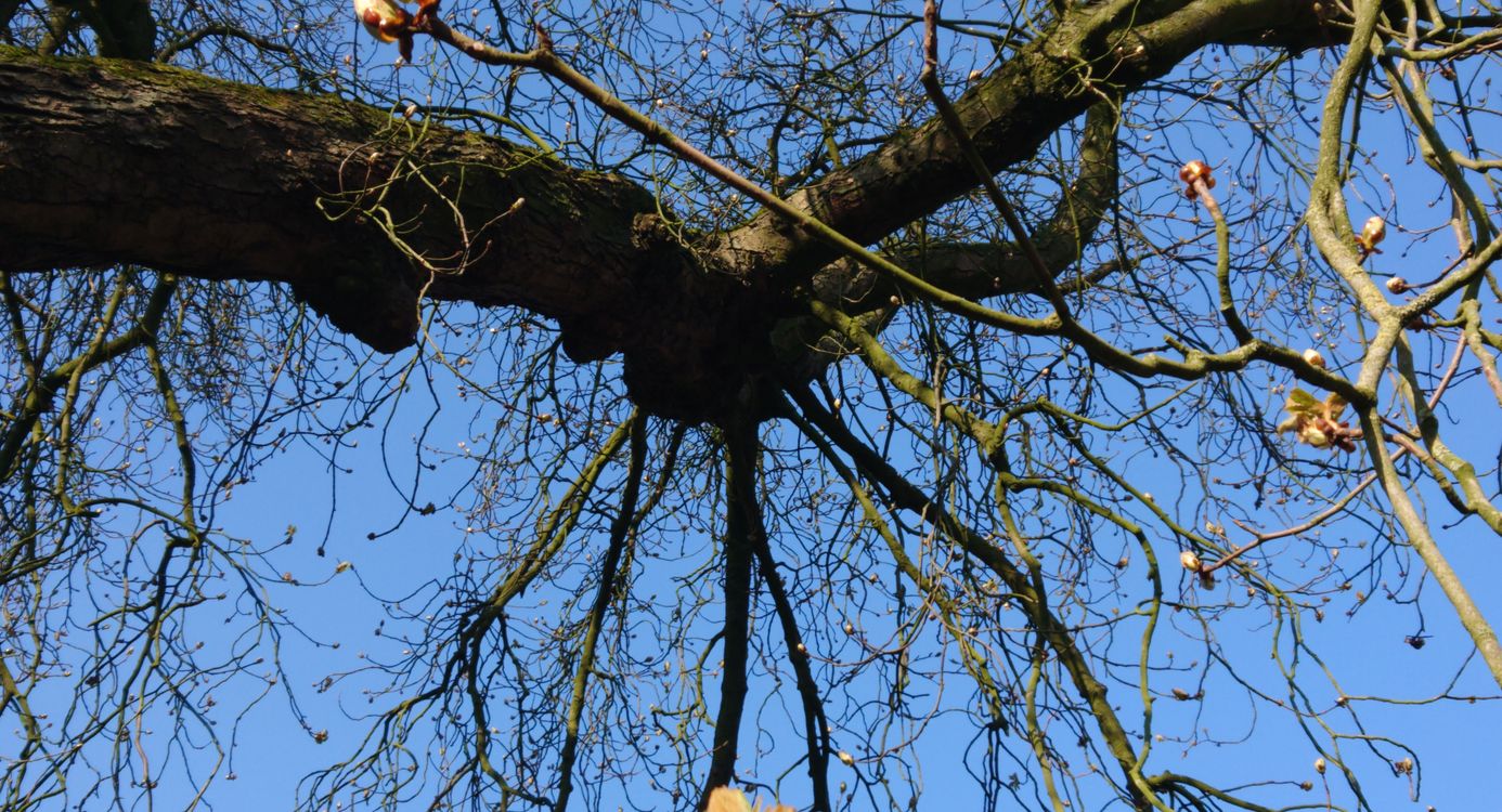 Knoppen in de kastanjeboom