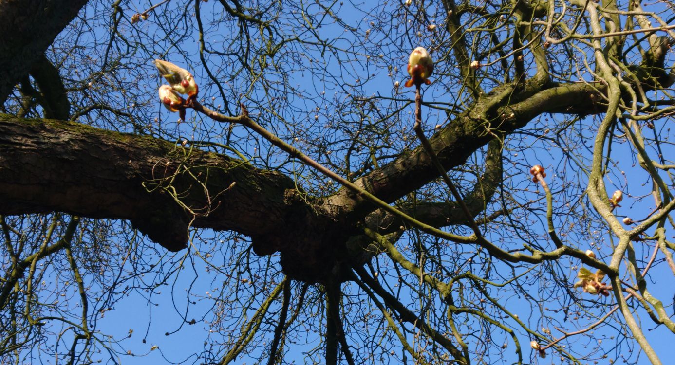 Knoppen in de kastanjeboom