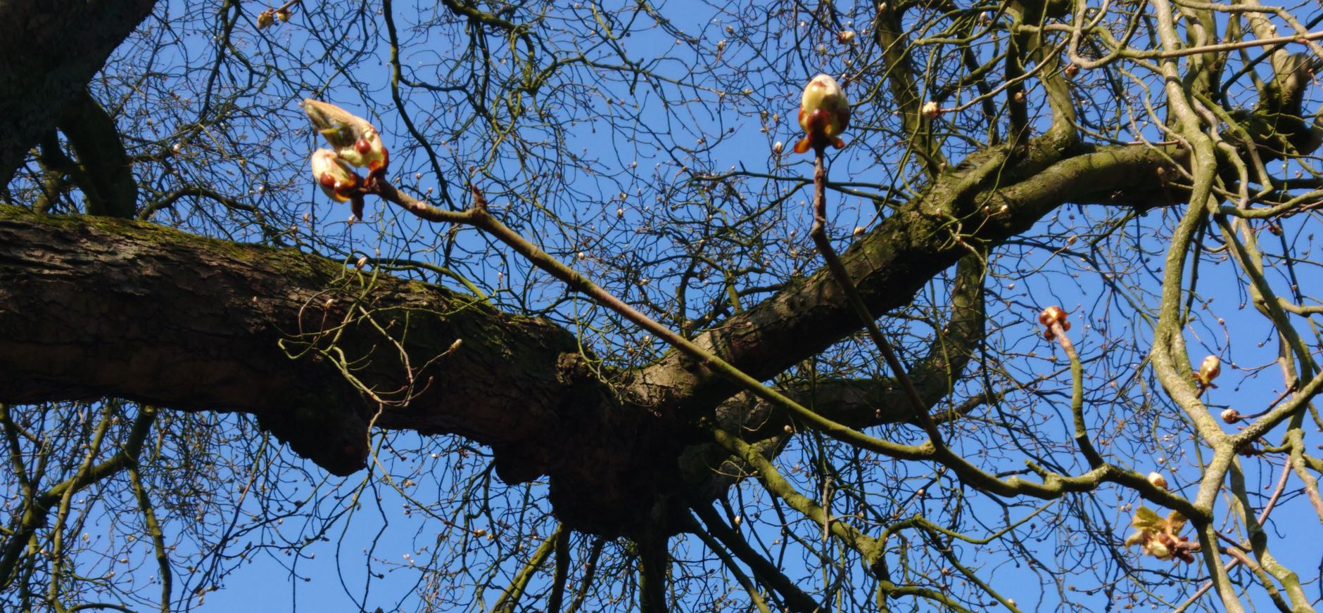 Knoppen in de kastanjeboom