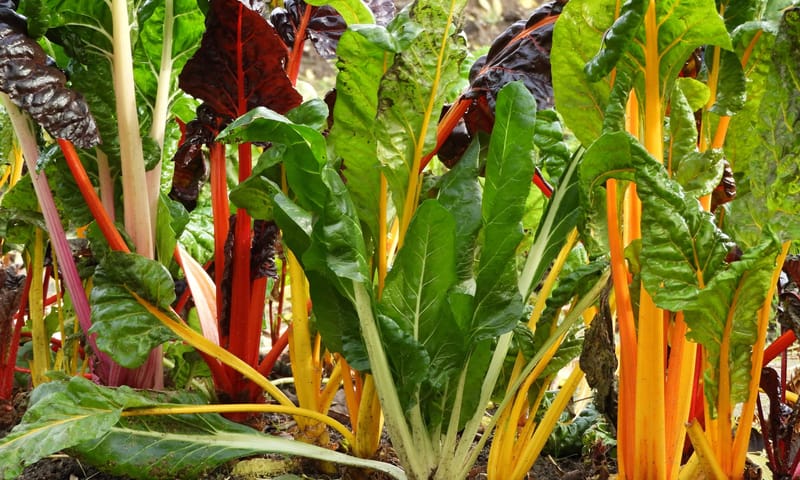 Herfst in de moestuin