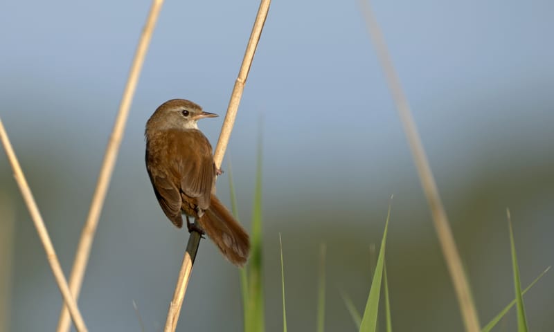 Cetti's Zanger