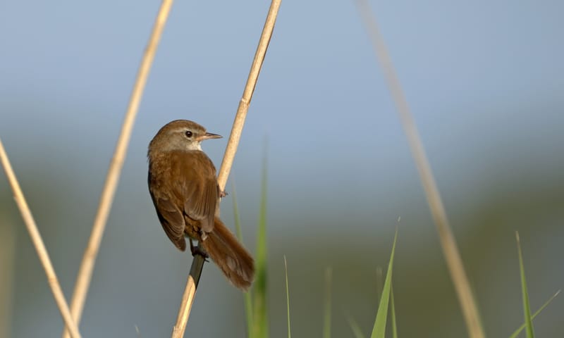 Cetti's Zanger