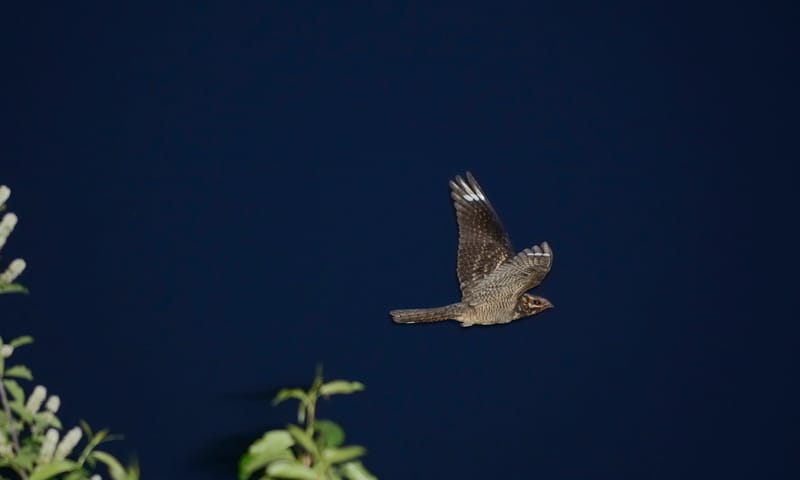 Nachtzwaluwen zoeken bij volle maan