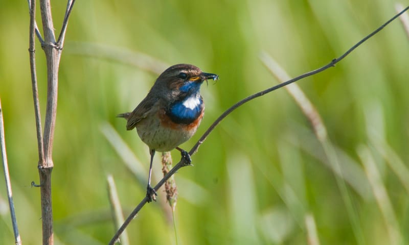 Vogel Natuurmonumenten