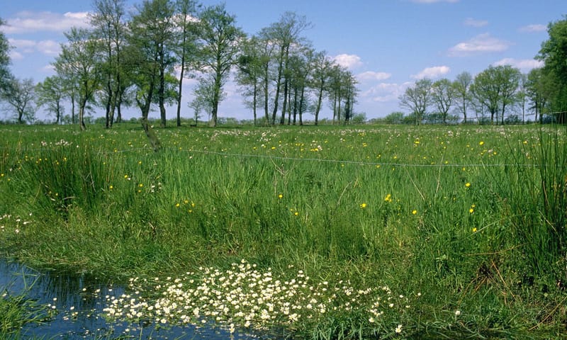 Bosweiden Mantingerbos- en weiden