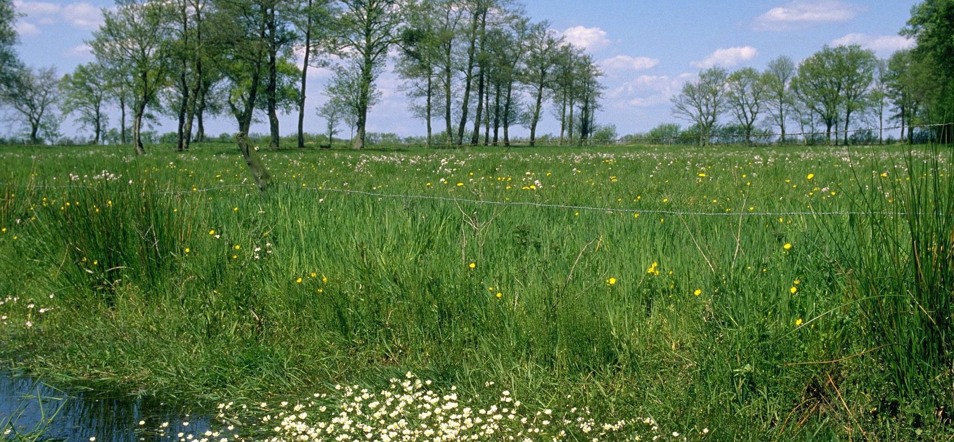 Mantingerbos- en weiden