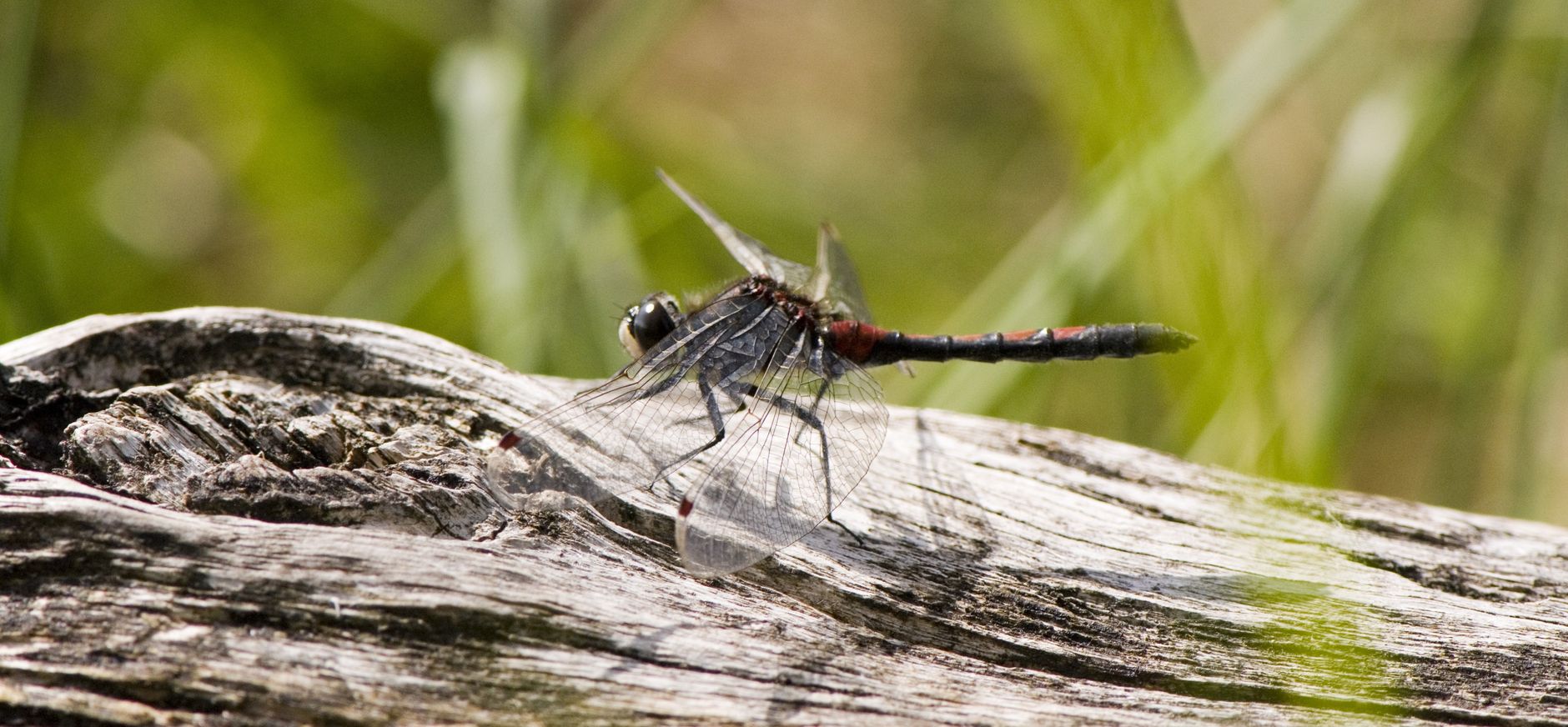 Witsnuitlibel Natuurmonumenten