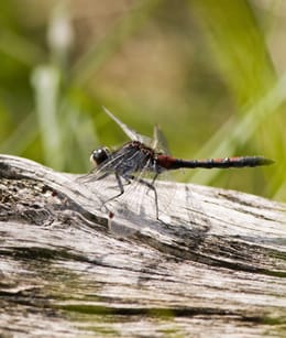 Witsnuitlibel Natuurmonumenten