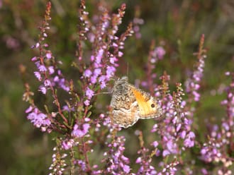 Wandelroute Rucphense Bossen (Blauw)
