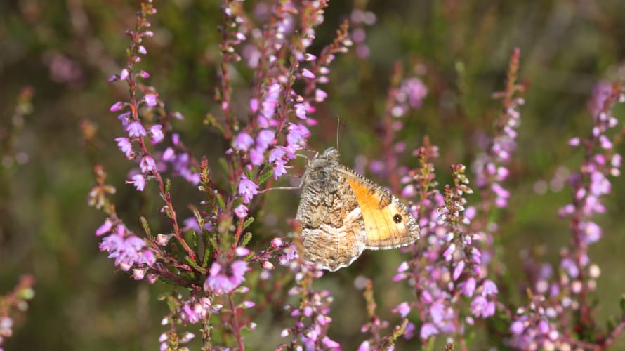 Wandelroute Rucphense Bossen (Blauw)