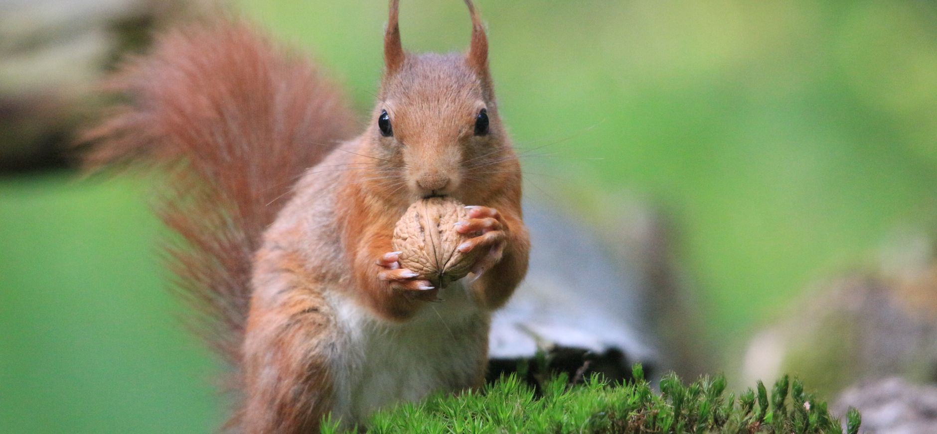 Eekhoorn heeft snel een walnoot geschoord