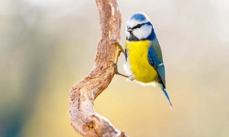 Pimpelmees in de top 3 van de tuinvogeltelling