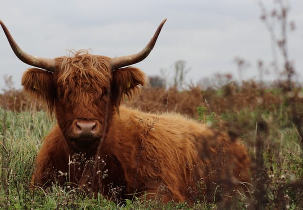 Kracht van de Grote grazers in de dintelse gorzen
