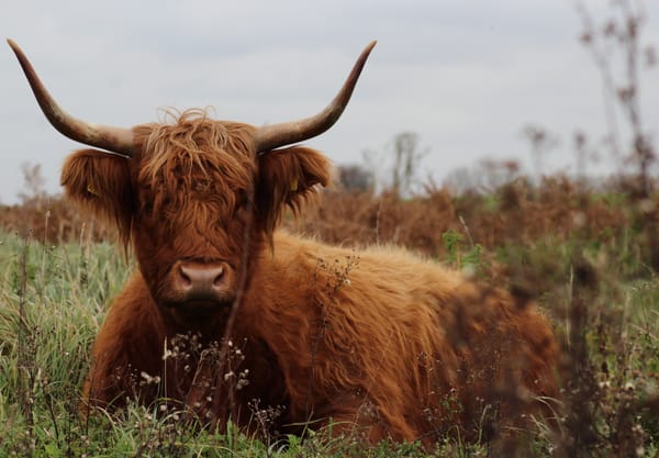 Kracht van de Grote grazers in de dintelse gorzen