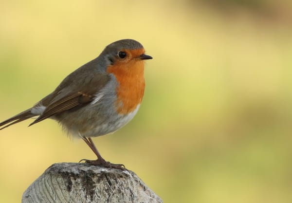 Roodborst in het late licht