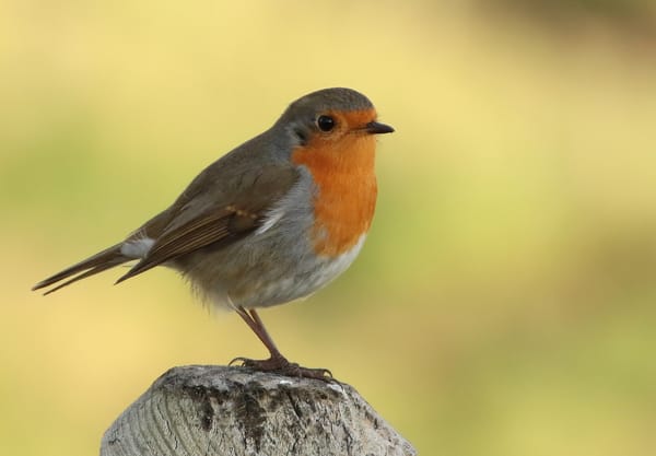 Roodborst in het late licht