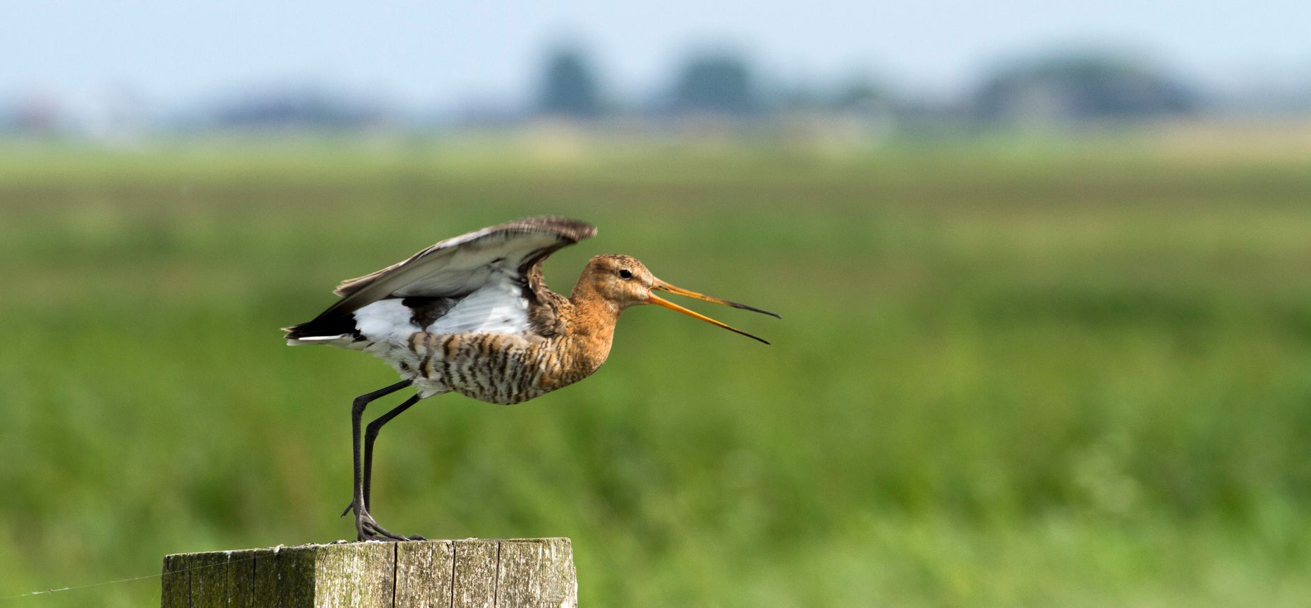 Grutto die wegvliegt