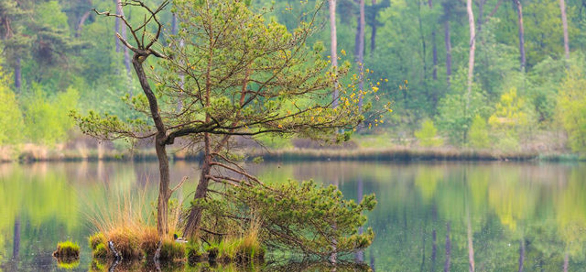 Natuurvisie Kampina en Oisterwijkse Bossen en Vennen in een notendop