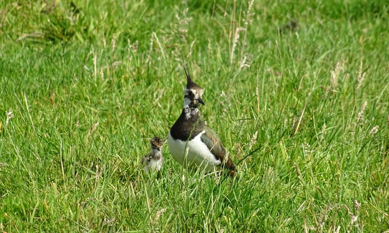 Moeder Kievit met haar jong