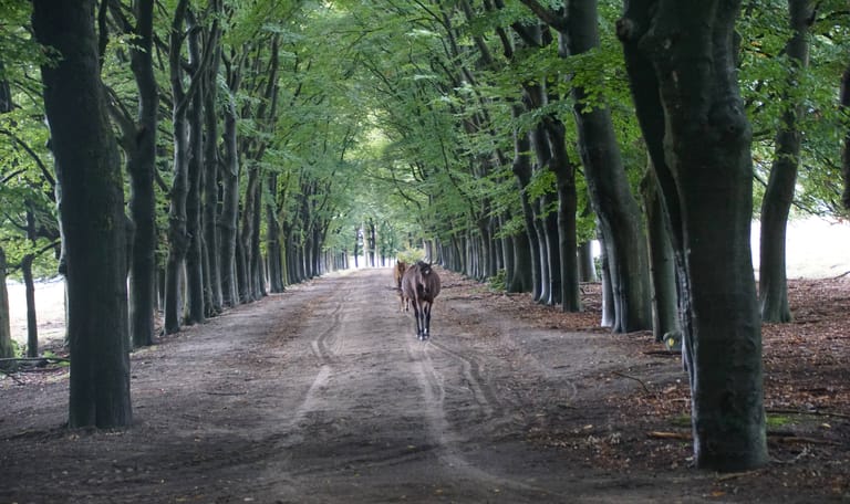 De New Forest pony's op de Planken Wambuis
