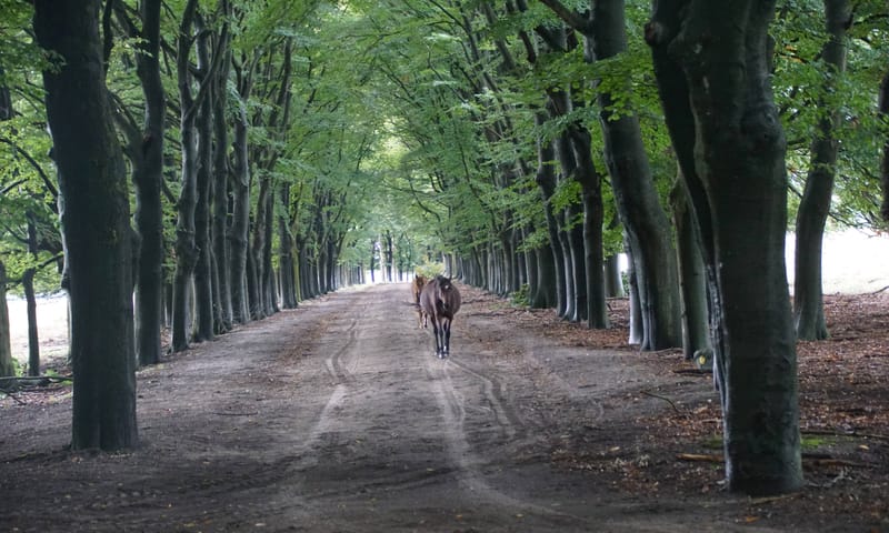 De  New Forest pony's op de Planken Wambuis
