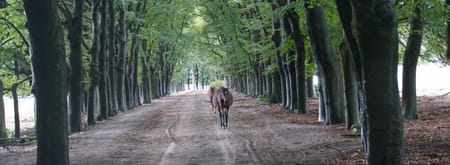 De  New Forest pony's op de Planken Wambuis