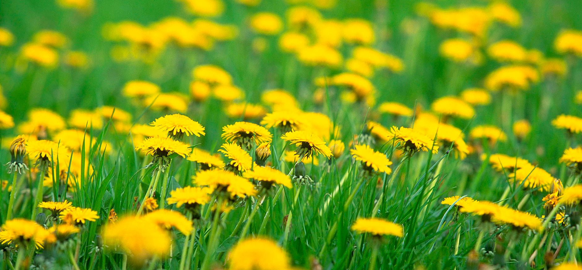 Krullen van paardenbloemen