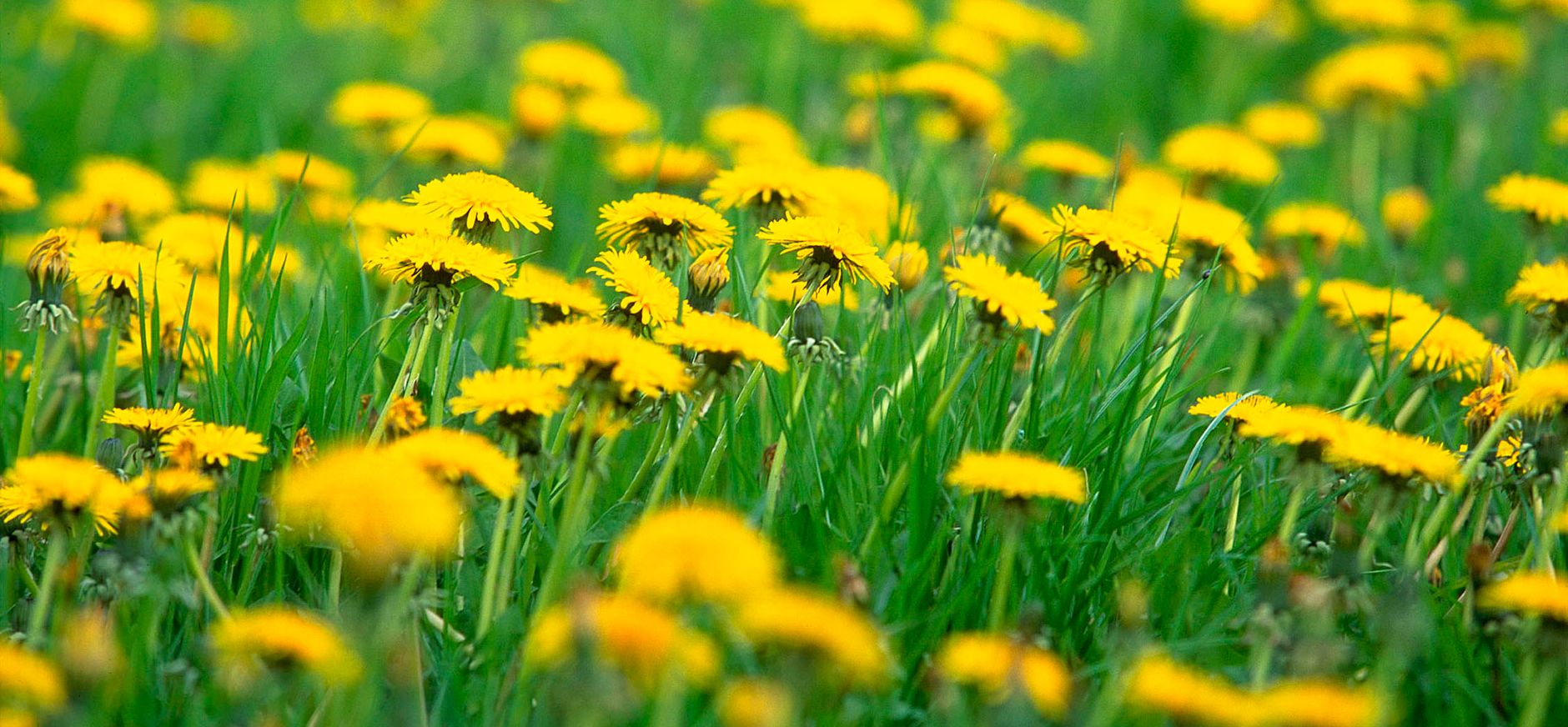Krullen van paardenbloemen