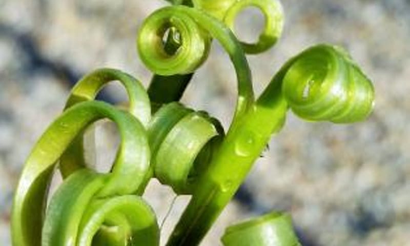 Krullen van paardenbloemen