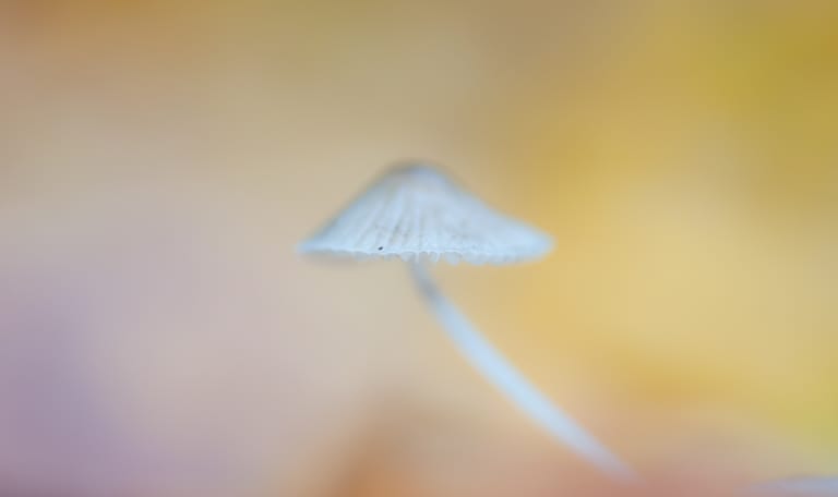 Sporenpad, Voorsterbos bij Kraggenburg