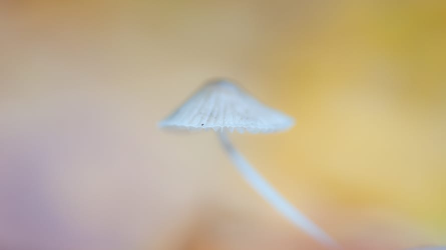 Sporenpad, Voorsterbos bij Kraggenburg