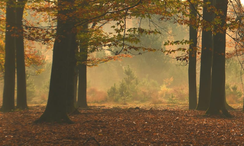 Sprookjesbos: Planken Wambuis in de mist