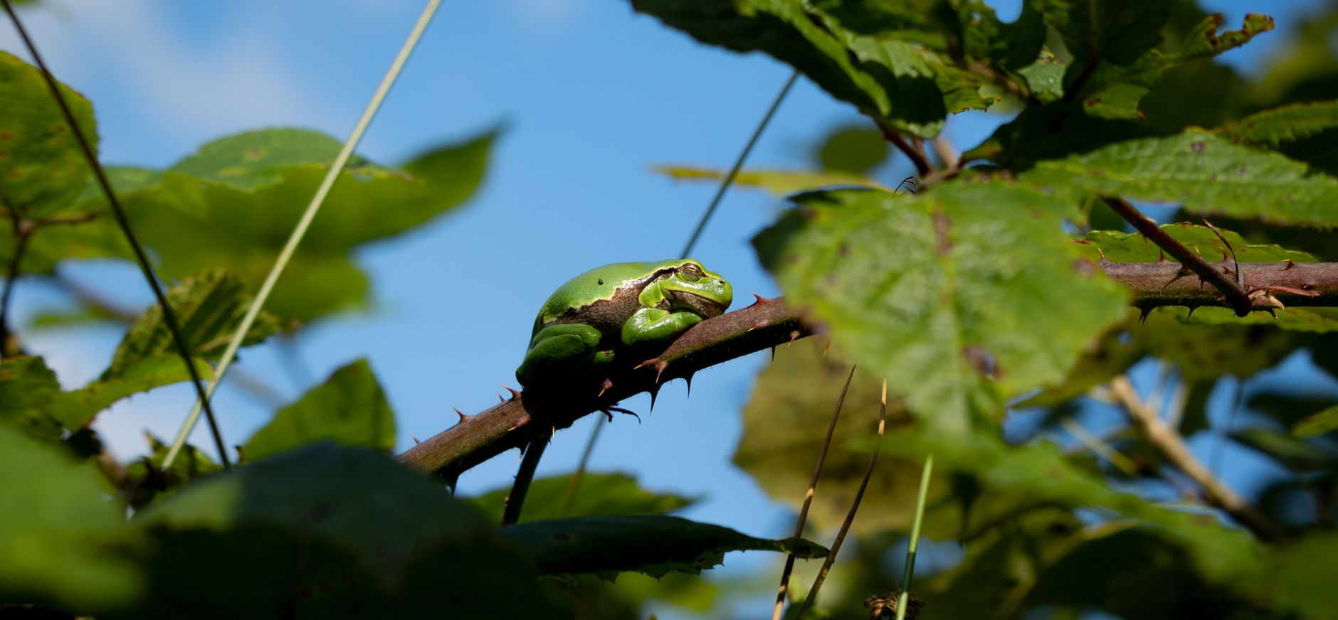 Boomkikker in bramenstruweel